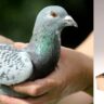 pigeon camera, CIA espionage, homing instinct, Cold War spying, pigeon messaging, Pakistan earthquake, Thailand politics, espionage history