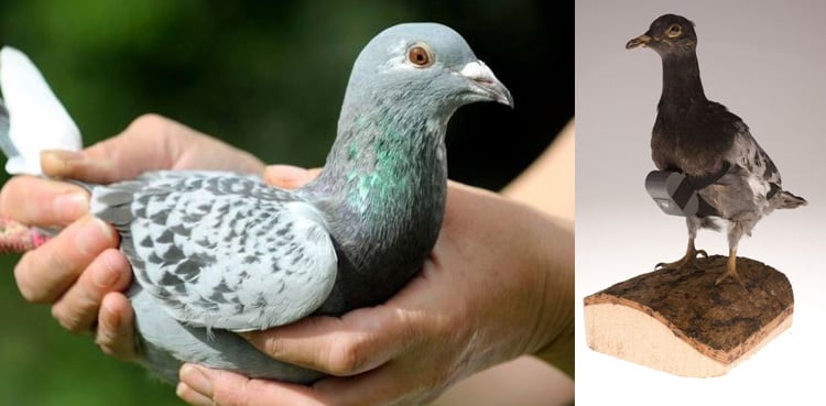 Pigeon Camera: From Ancient Messaging to Cold War Espionage 2025